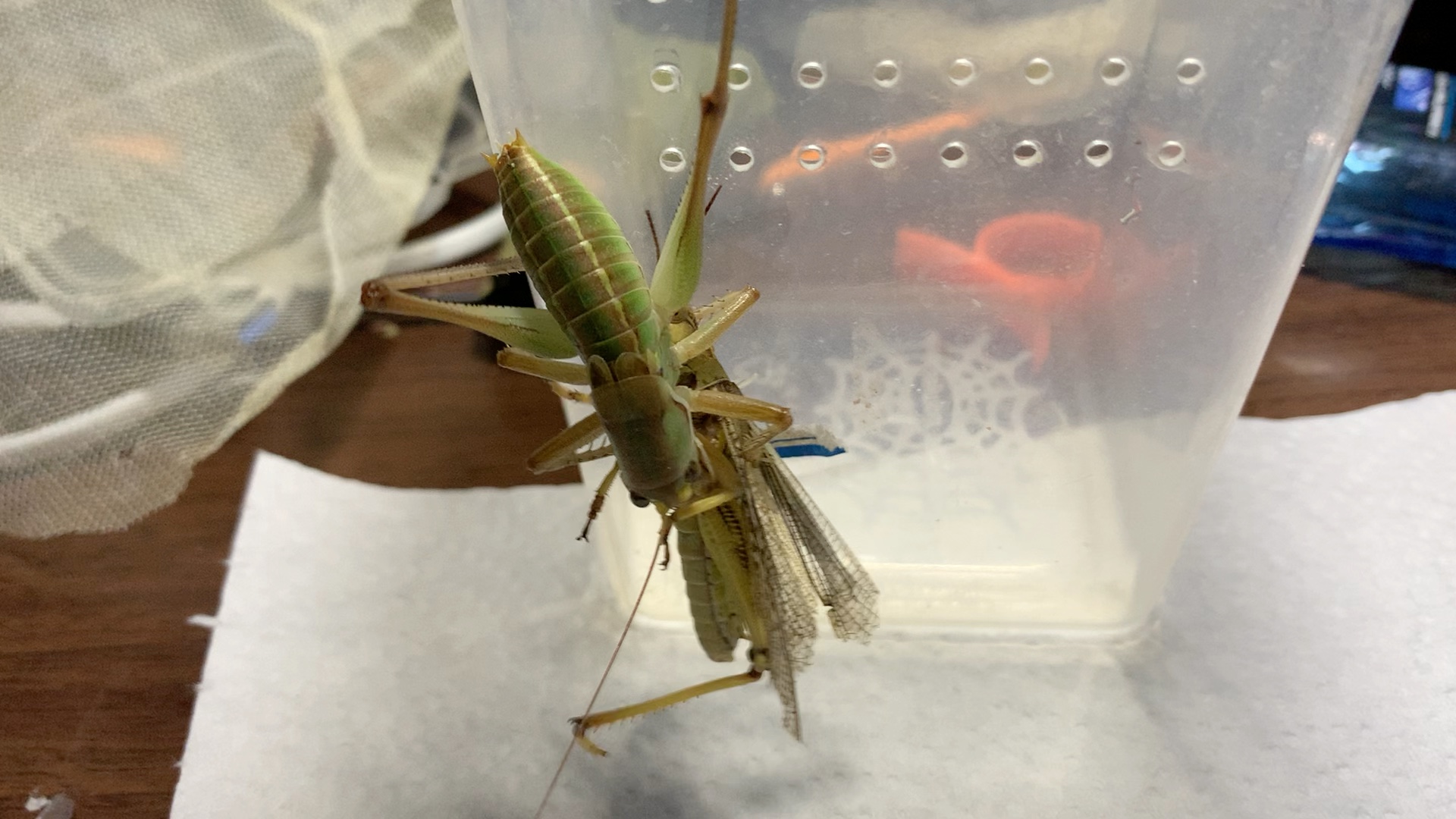 小公蝈蝈捕食蚂蚱