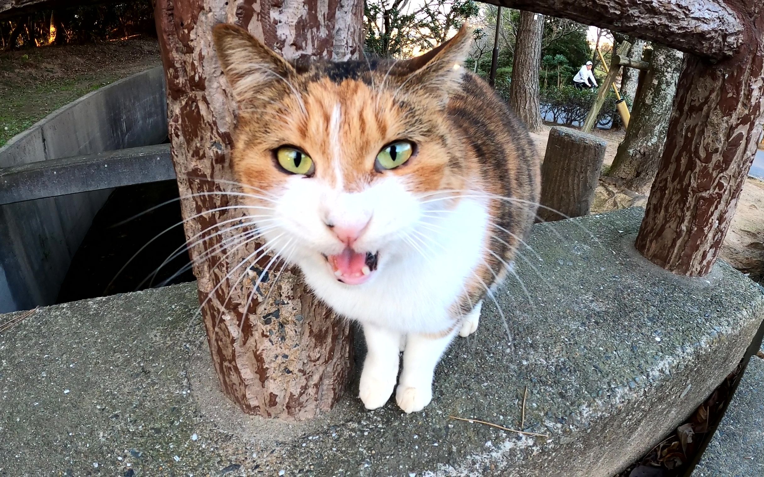 被三毛猫的可爱叫声吸引而来的黑猫哔哩哔哩bilibili