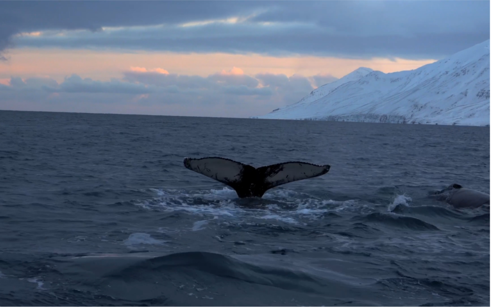 【冰岛观鲸】船长说放泰坦尼克号能召唤鲸鱼