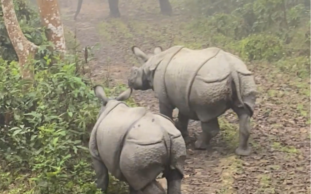 尼泊尔铠甲犀牛好酷