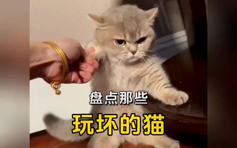 [图]这个世界怎么能没有小猫呢