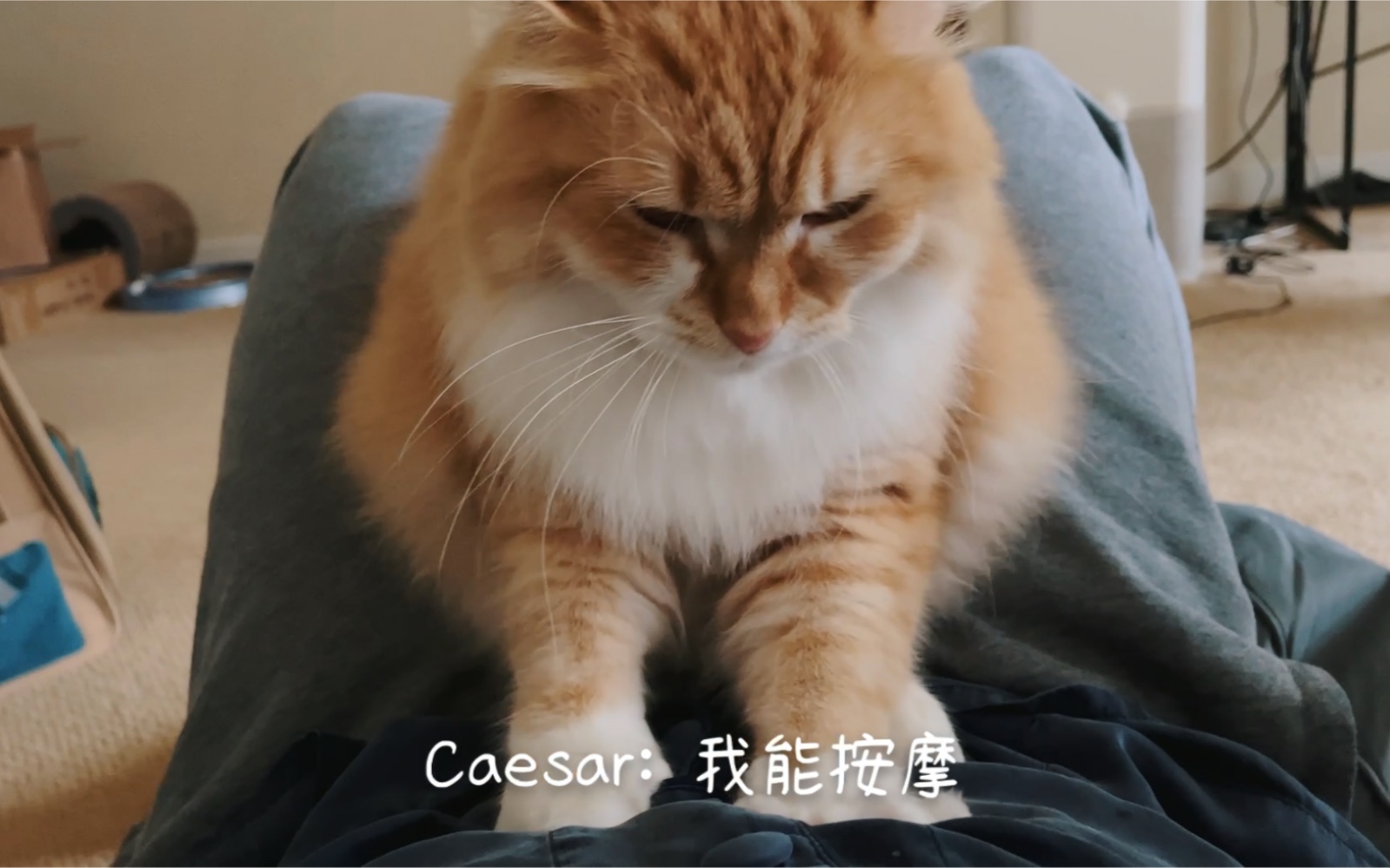 【布偶猫&西伯利亚森林猫】卖力营业还是暴力解决?争夺两脚兽的二猫哔哩哔哩bilibili