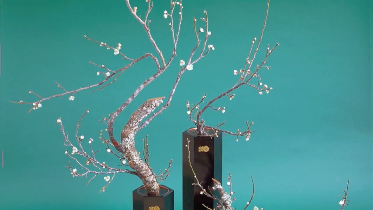 [图]How to make a main standing branch for classic style of ikebana插花花材的处理方法，非常重要