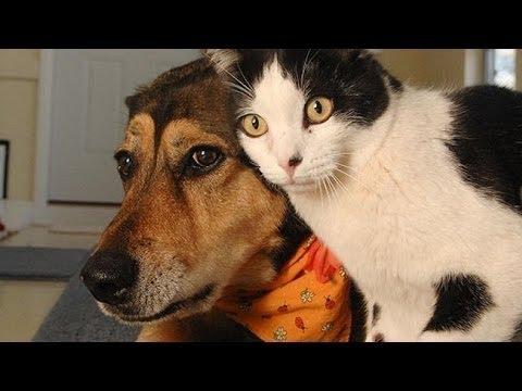狗和猫的搞笑视频,把自己装进瓶子里的宠物