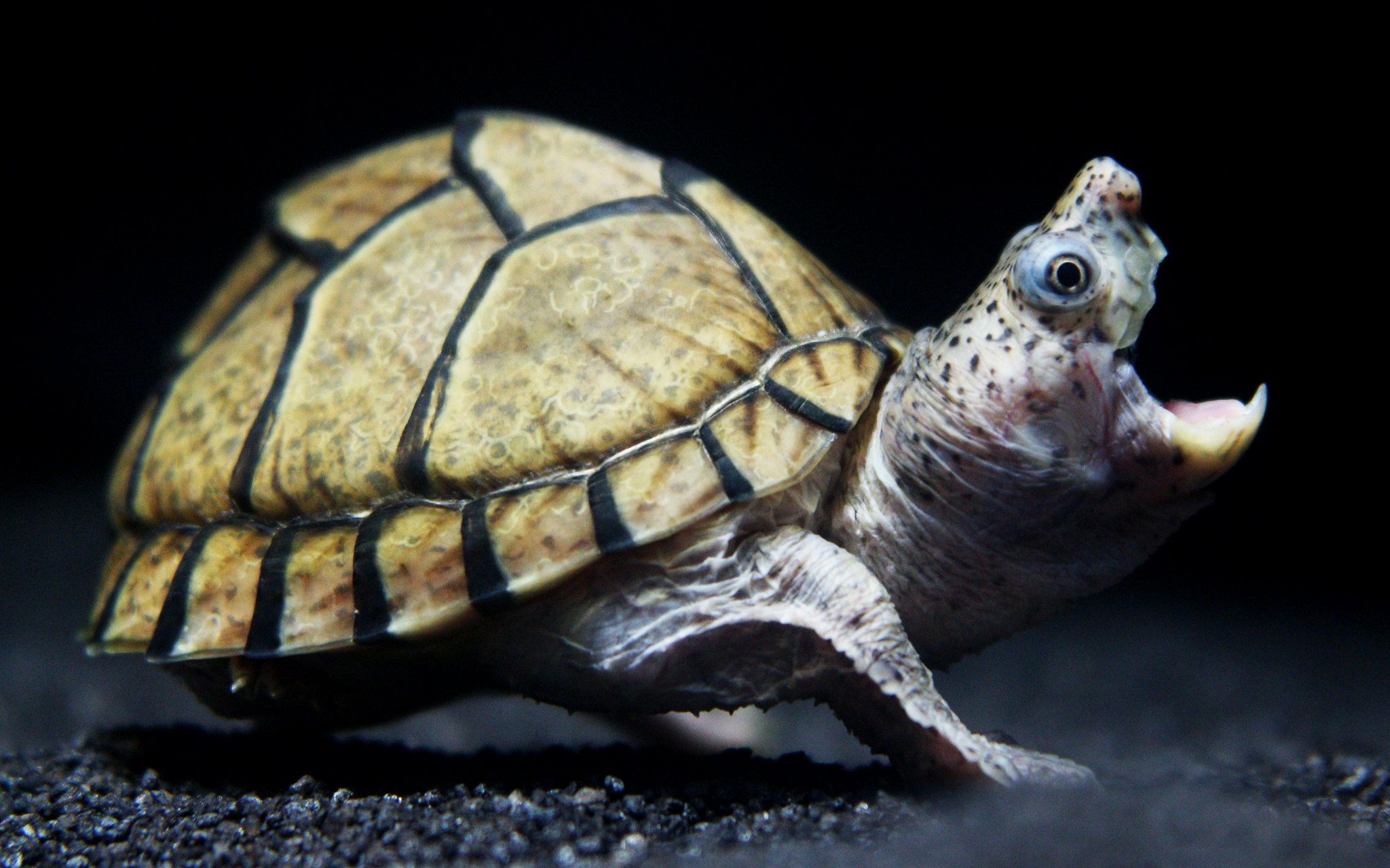 蜡彩雷龙vs剃刀蛋龟