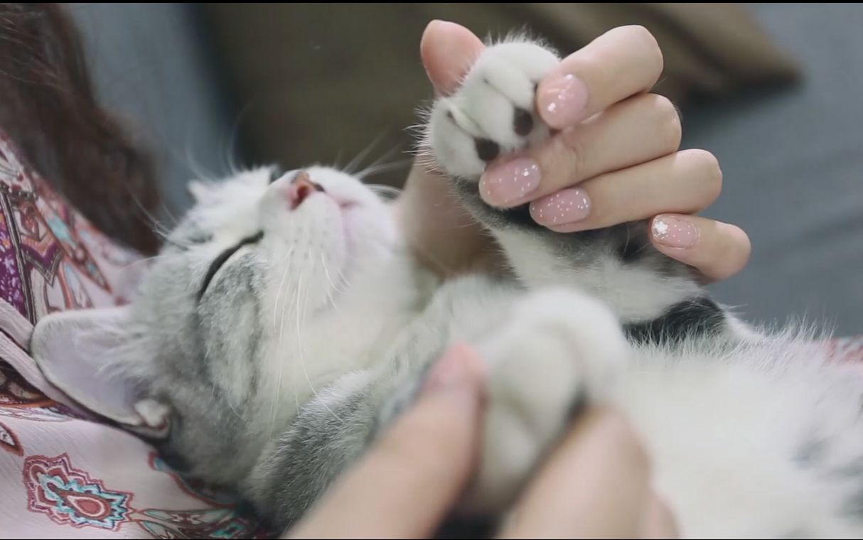 揉猫爪特辑!看完这个视频感觉手好痒.