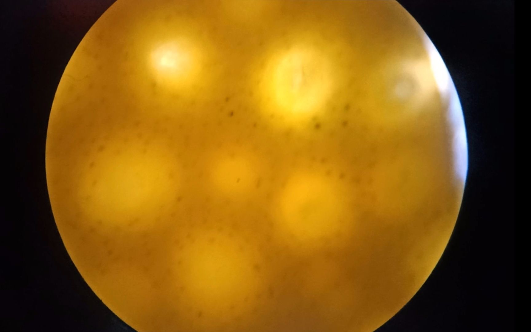 橘子皮放大100倍看看是什么样子的