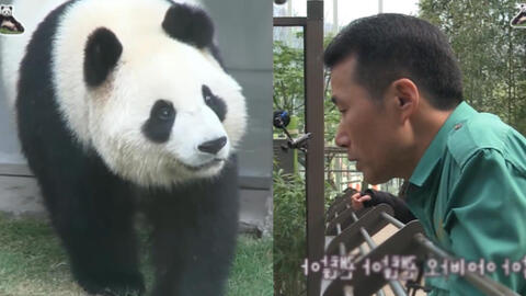 如果我们不曾相遇 姜奶爸和他世界上最漂亮的女儿 大熊猫华妮 哔哩哔哩 如果我们不曾相遇 姜奶爸和他世界上最漂亮的女儿 大熊猫华妮 哔哩哔哩
