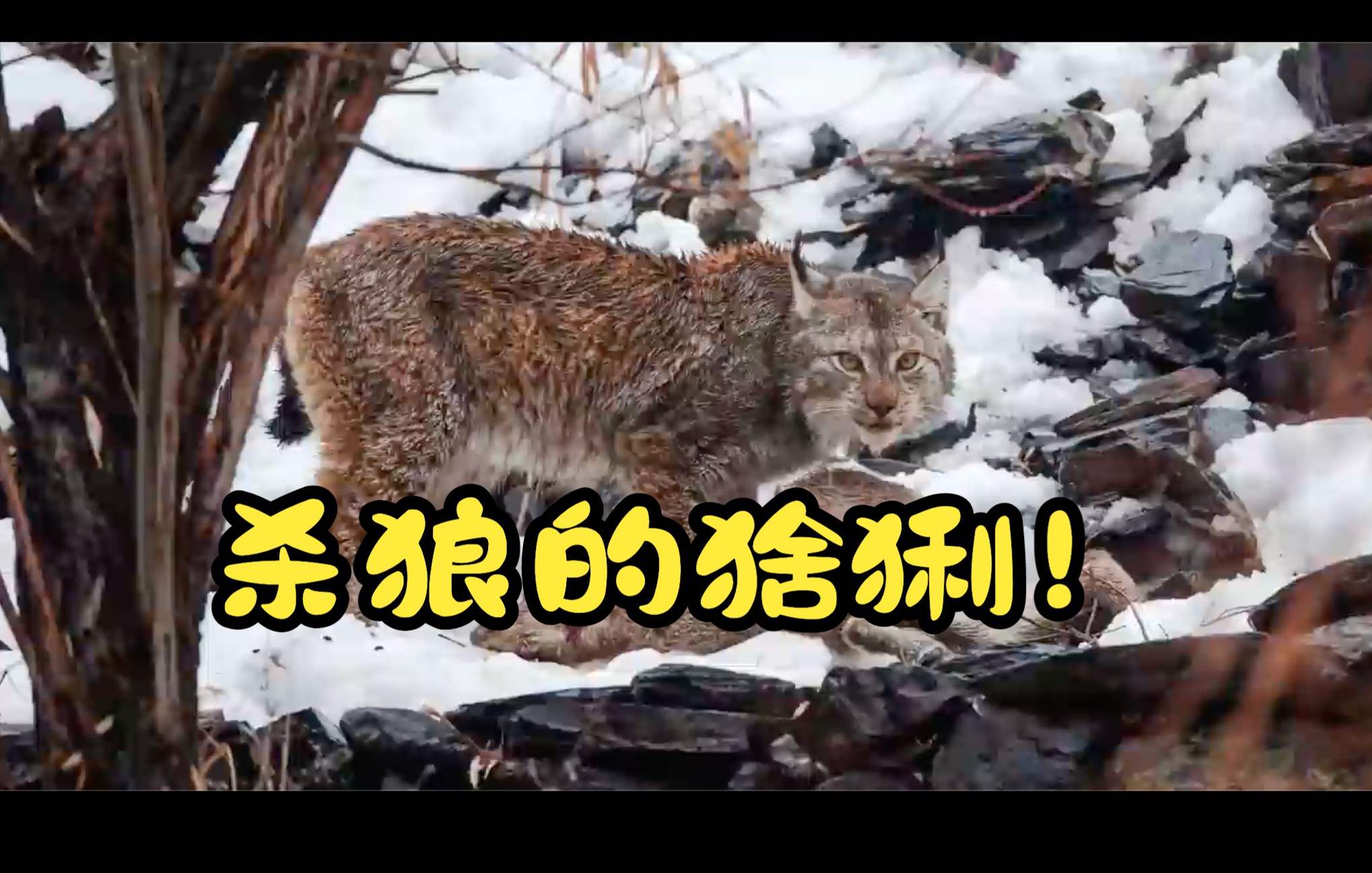 猞猁如何战胜狼群公母分工得当母猞猁在家看孩子公猞猁给送饭顺手就把