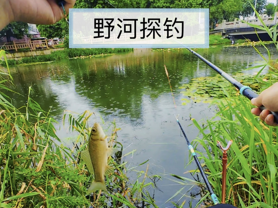 野河草边探钓 这个季节钓一条像样的鲫鱼好难
