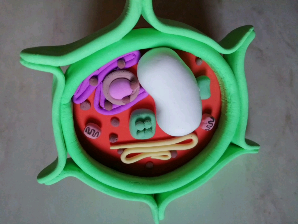 生物细胞模型(植物细胞)做了将近一个小时,害～又是被迫营业的一天呢