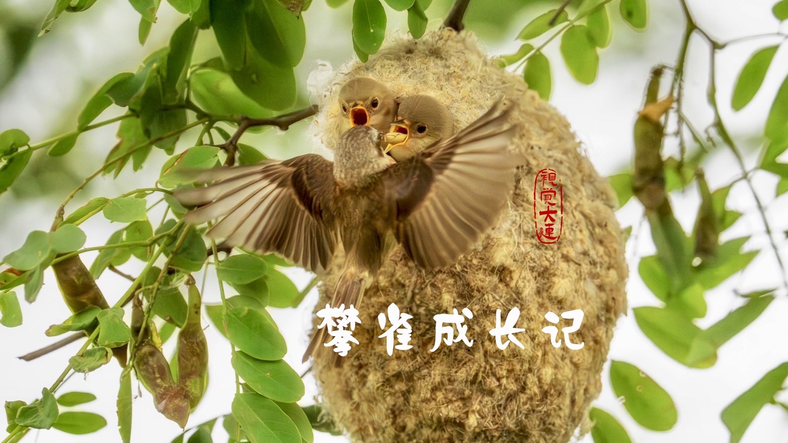 中华攀雀成长记#中华攀雀#拍鸟#来大连拍鸟#视觉大连 #保护野生动物