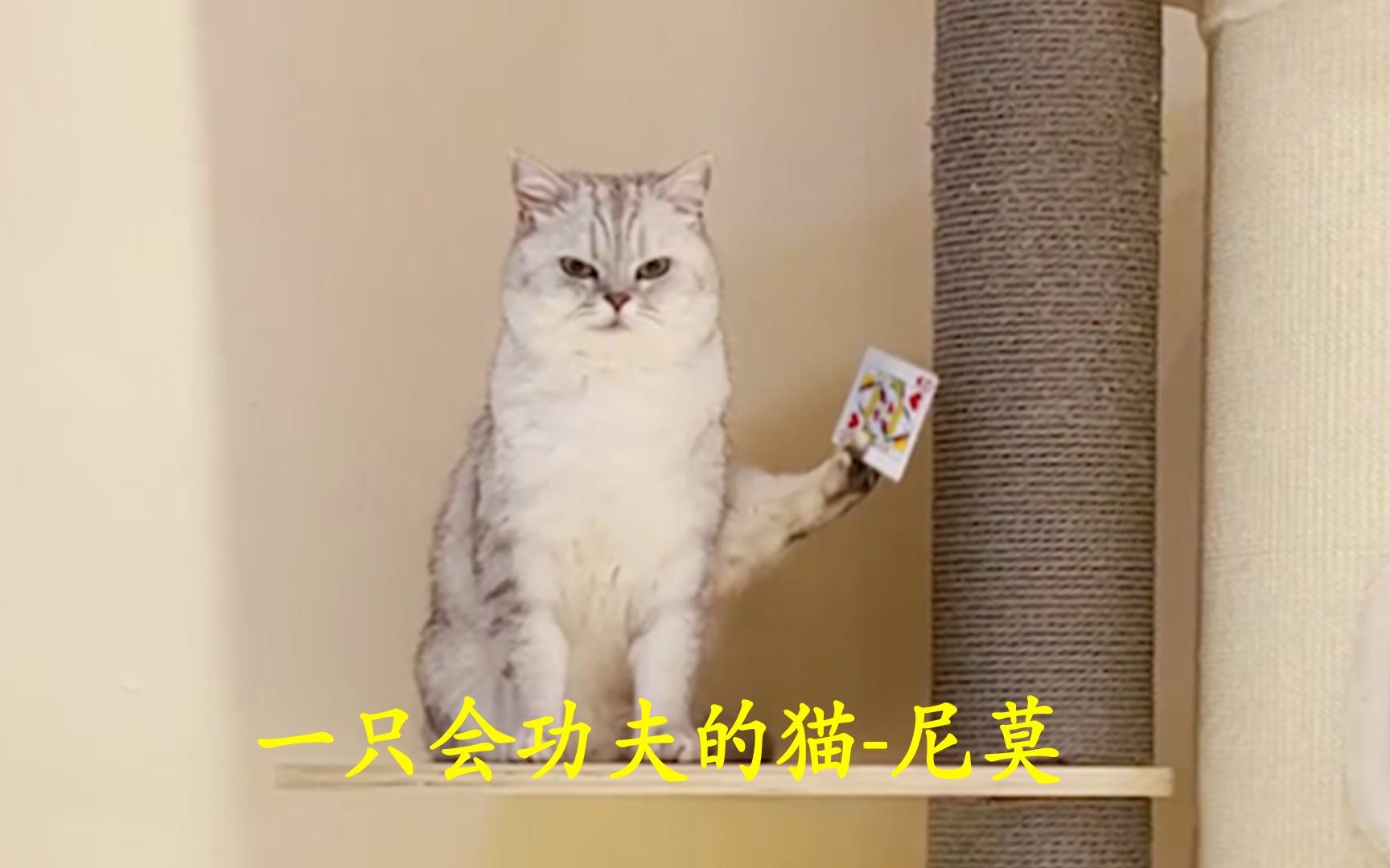 宠物解说:一只会功夫的猫咪尼莫哔哩哔哩bilibili