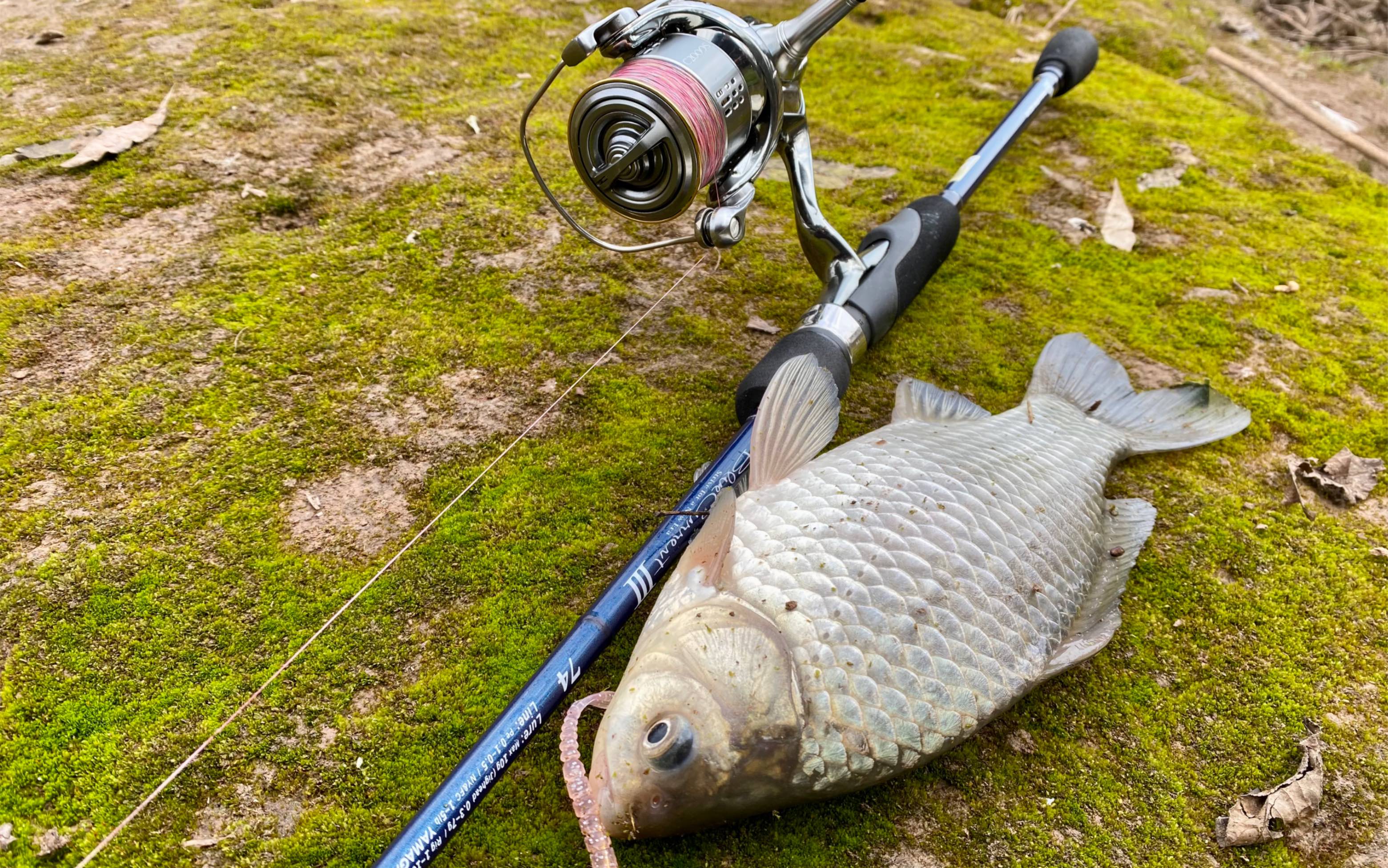 冬天果然是钓大板鲫的好时候,路亚都能上