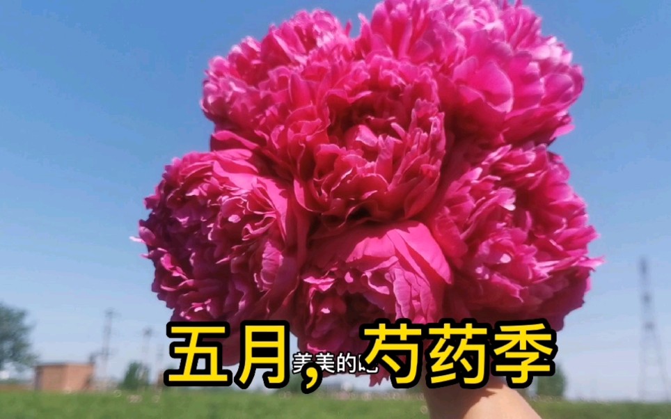 你见过这么美的芍药吗?芍药鲜切花哔哩哔哩bilibili