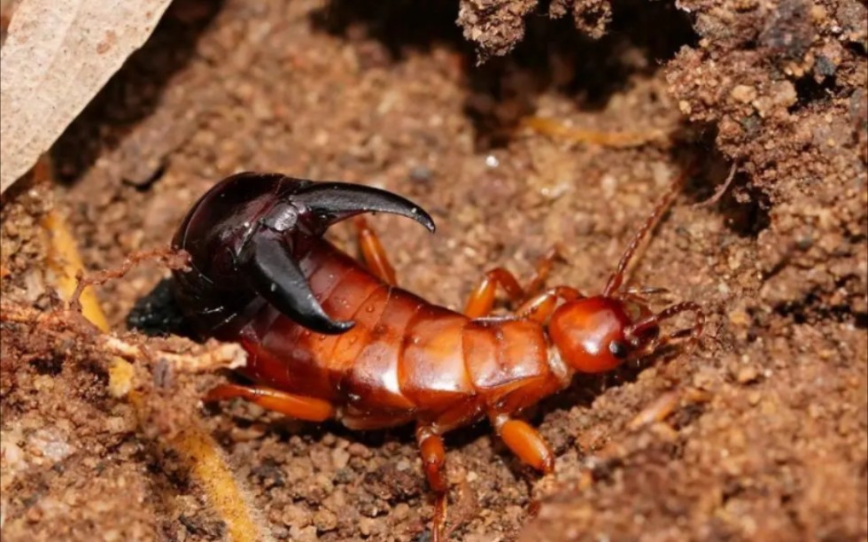 【转载】【生肉】介绍现存最大革翅目之一 巨大泰坦钳螋(Titanolabis colossea)来自澳洲的巨型蠼螋哔哩哔哩bilibili