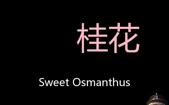 桂花 Chinese Pronunciation Sweet osmanthus哔哩哔哩bilibili