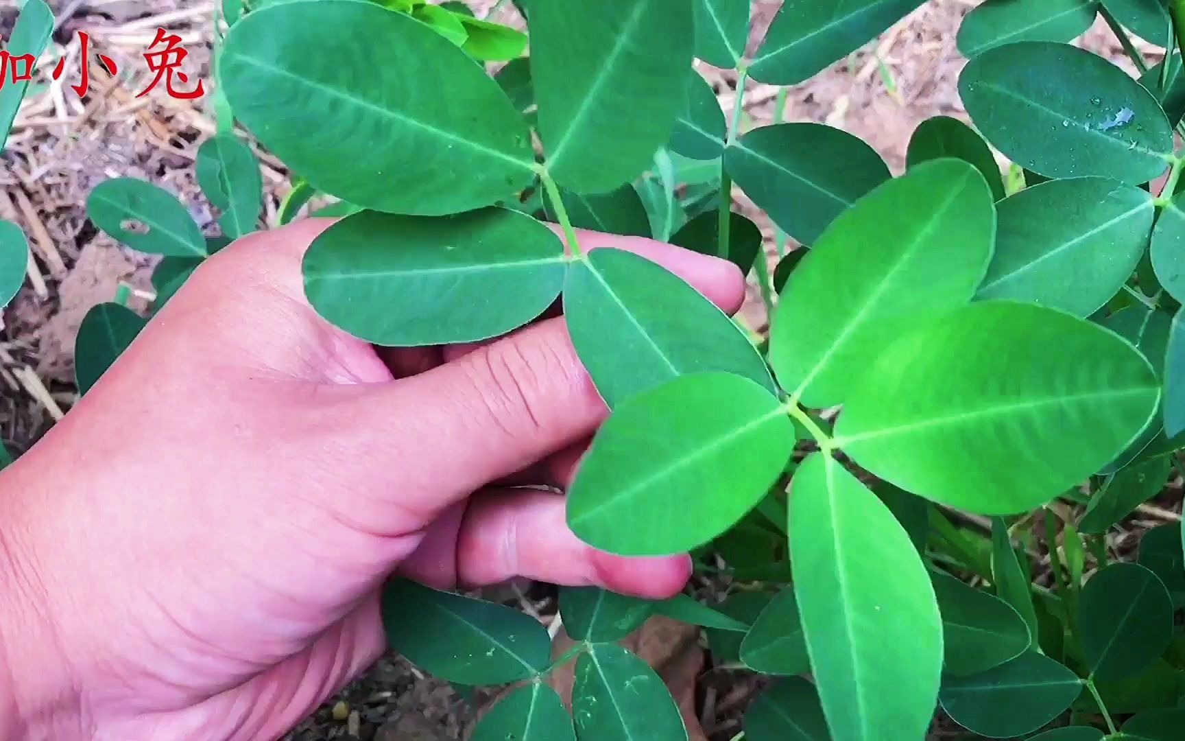 花生叶比花生还值钱?它的用途与价值,解决不少人的生活烦恼哔哩哔哩bilibili