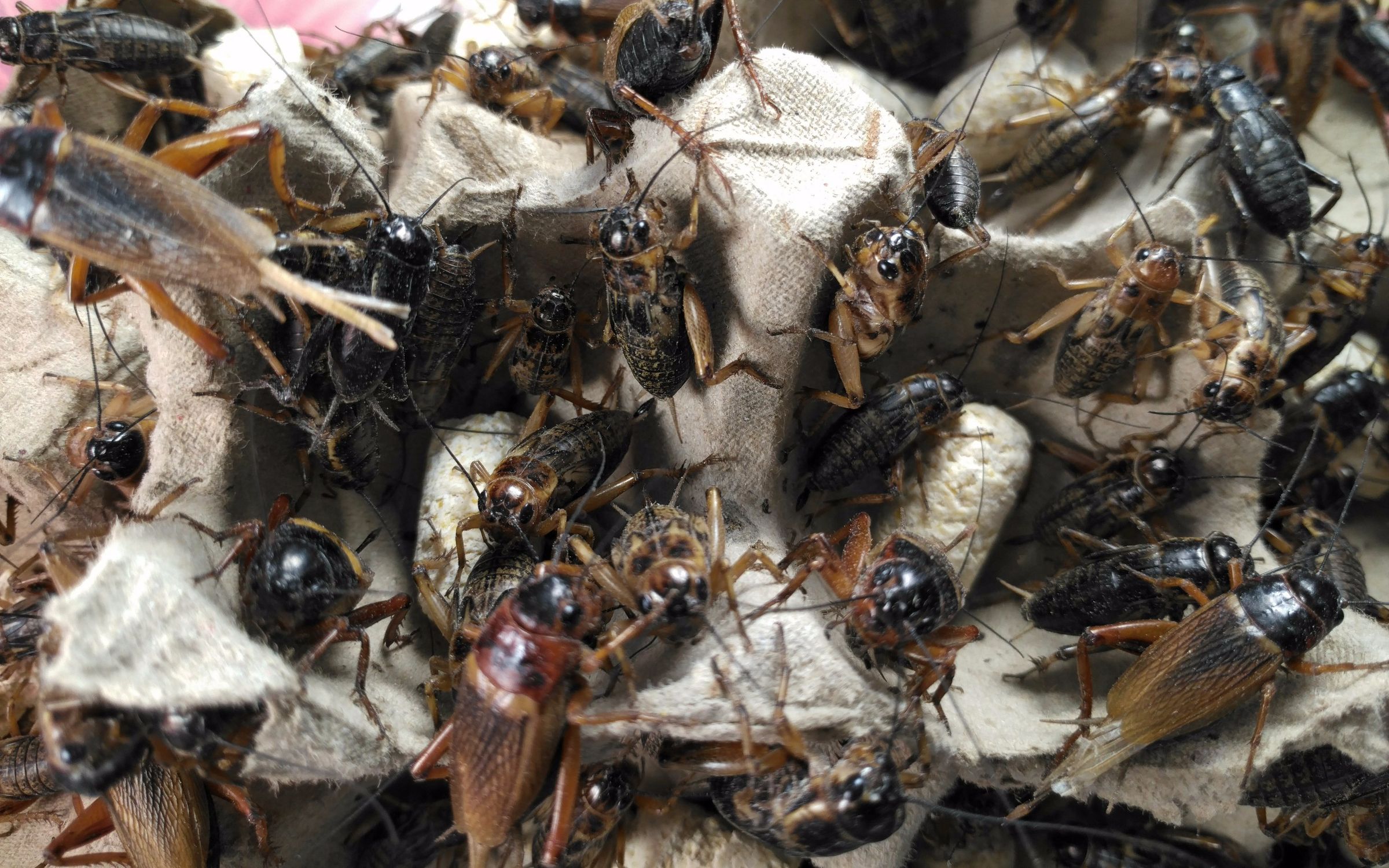 会叫会跳还会闹做成饲料没人要油葫芦饲料double郑