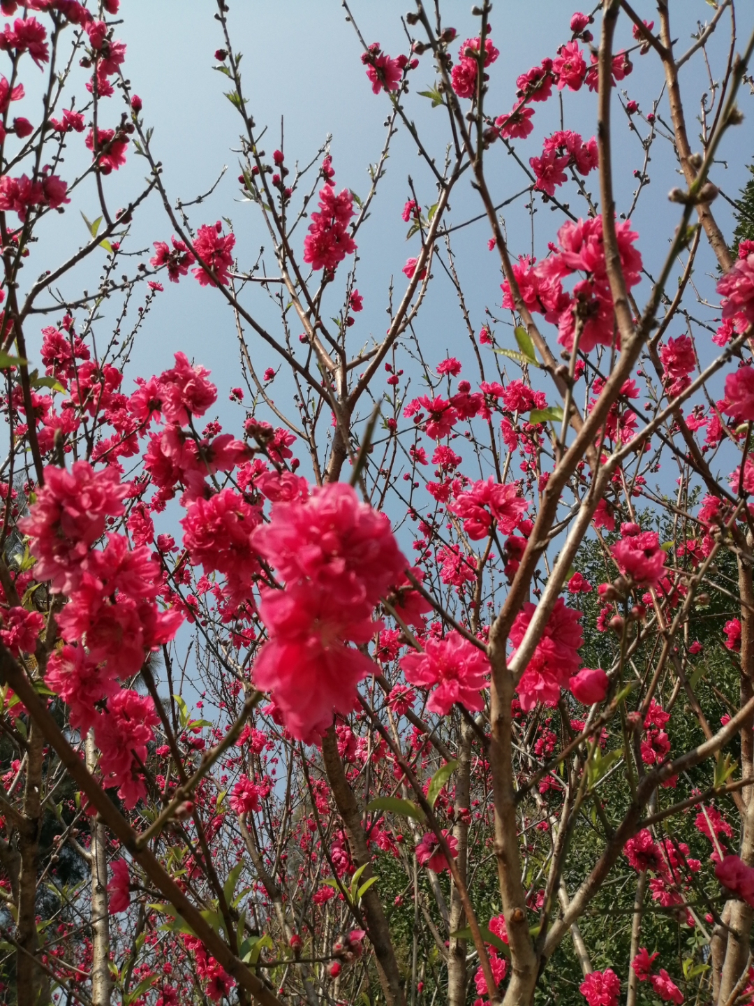 [图]又是一年桃花开！