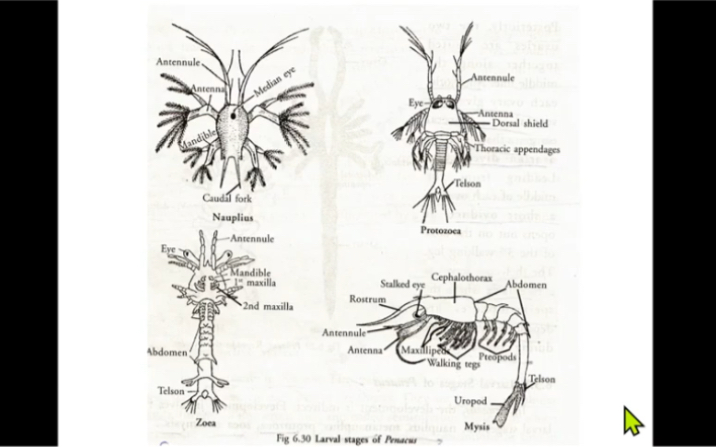 详解虾类幼体时期的生长发育过程哔哩哔哩bilibili