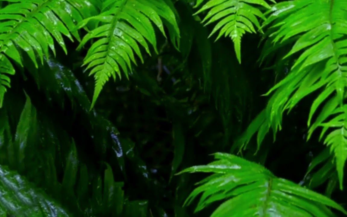 [图]雨天，是一种情怀，不知在何时喜欢上了雨天，只知道每一个雨天别有一番感觉，而每一个雨前、雨中、雨后、也都给人别一种滋味，这也许就是一种期待，随心去感受💧🎶🍃