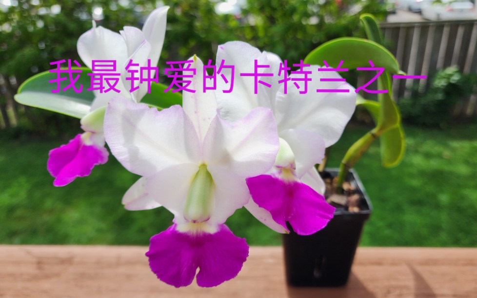 [图]Sophie's Garden我最钟爱的卡特兰之一 Lc. Crownfox Sweetheart 'Paradise'