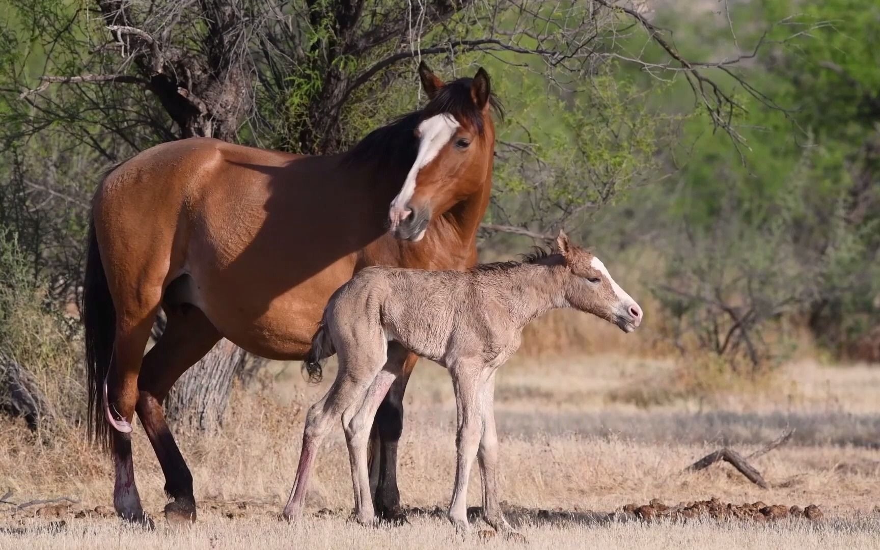 亚利桑那萨尔特利弗:刚刚出生的野化家马小马驹_哔哩哔哩_bilibili