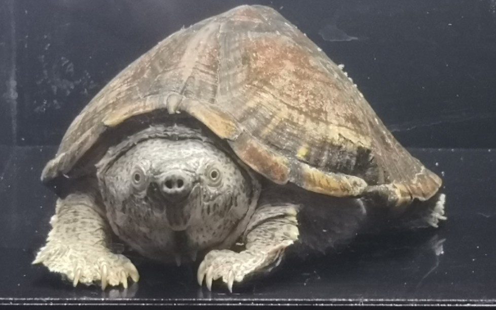 巨型剃刀龟 吃虾肉