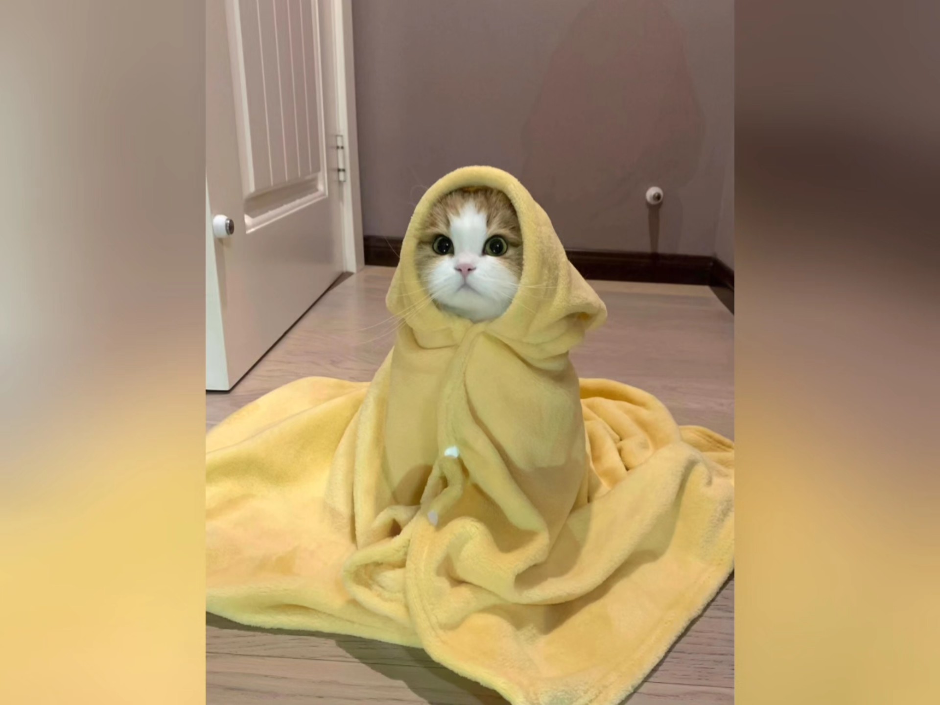 这些猫咪你都认识吗？一口气带你认识20种猫咪