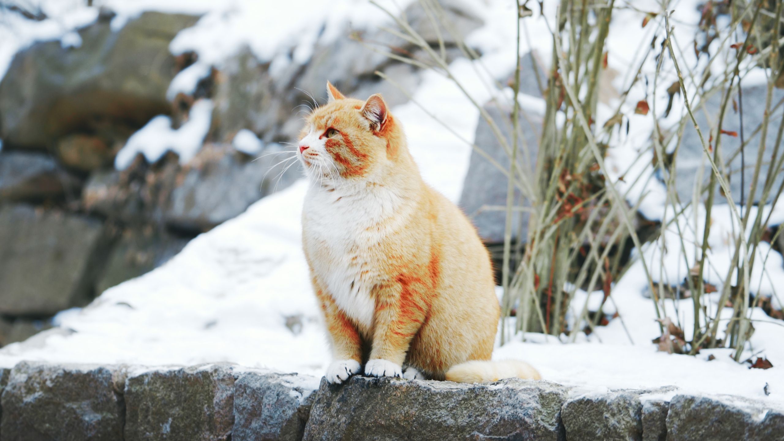 魔音贯耳大胖橘，御猫帕帕家族的沧海遗猪~