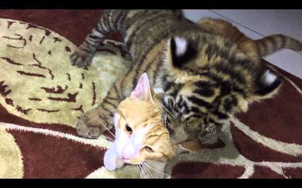 把老虎和猫放一起会怎样老虎会把猫给xxx了嘛清蒸油兔字幕组