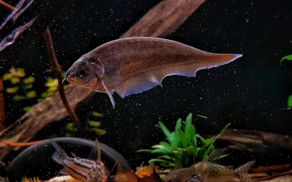 非洲光背飞刀xenomystusnigri02