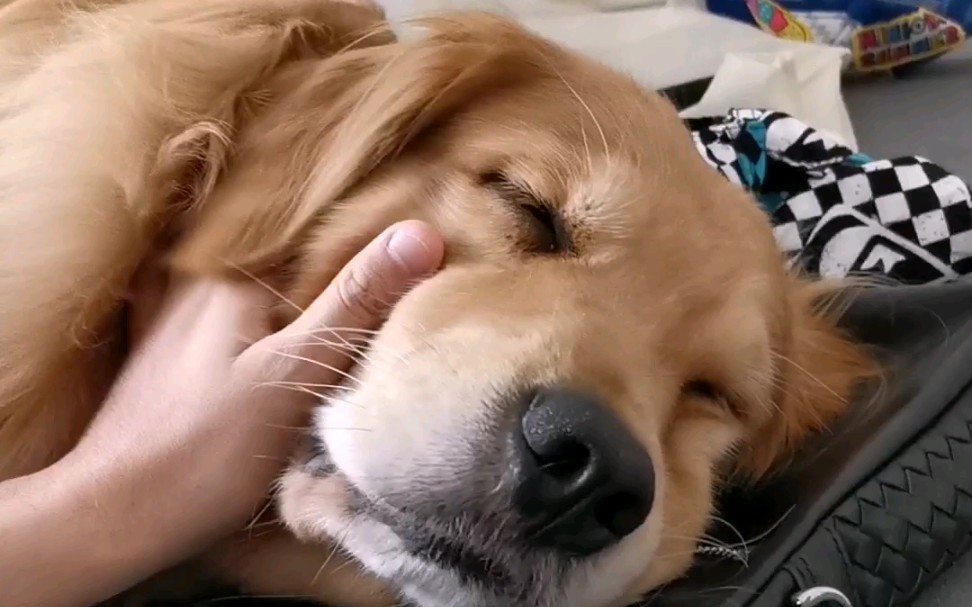 卡卡的日常一起来撸卡卡吧舒服到不行的表情