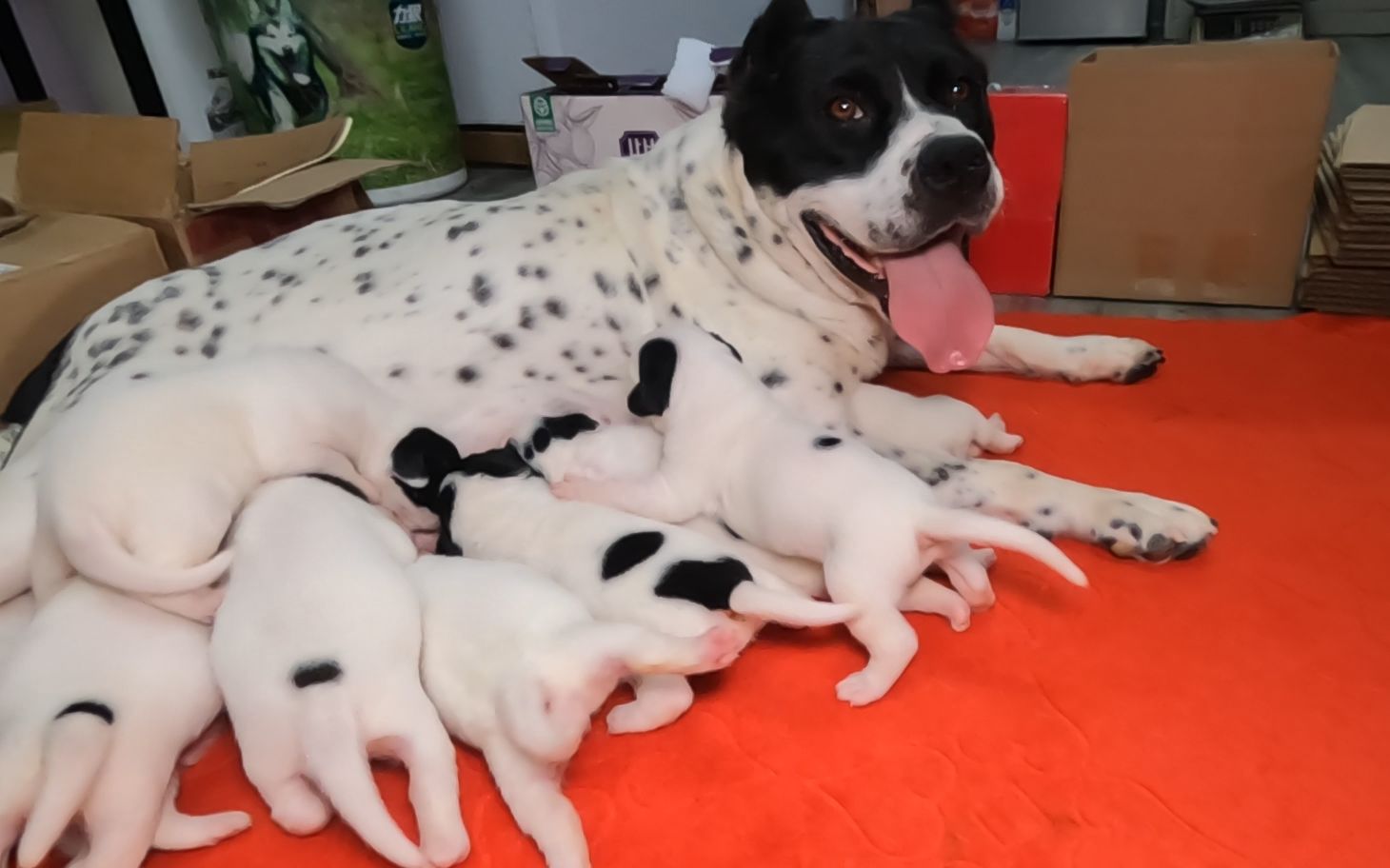 “杀人犬”珍珠在办公室喂奶,10条狗崽饿的疯狂抢奶头,这家伙太猛了!哔哩哔哩bilibili