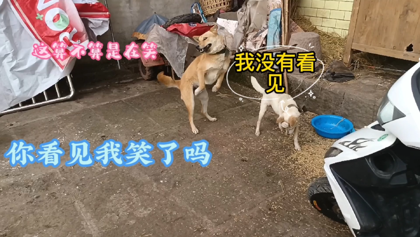 原来中华田园犬也会笑哔哩哔哩bilibili