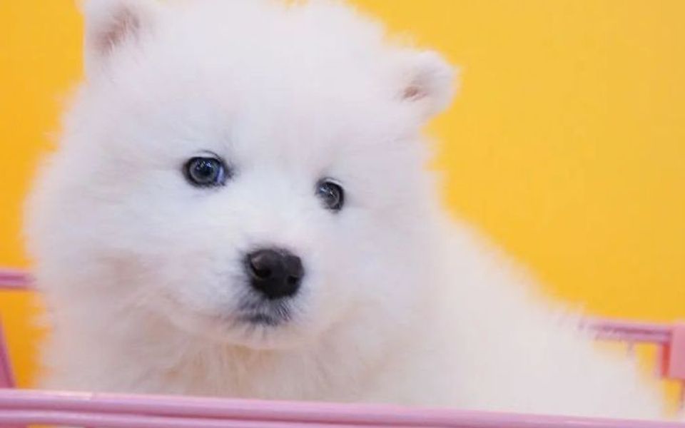 白色萨摩耶:微笑天使的纯白奇迹