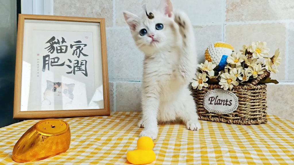 西安蓝金渐层妹妹找家长啦!