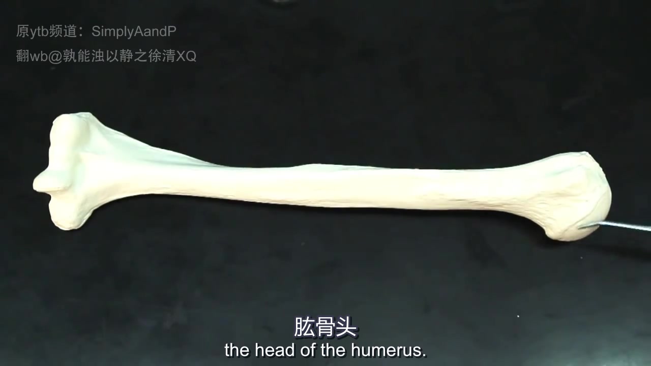 【科普】肱骨Humerus—SimplyAandP 中英双字幕哔哩哔哩bilibili