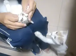 Скачать видео: 【在家治疗猫传腹日记：第3天】喂药难度开始加大，新学会的打针方法用的一塌糊涂