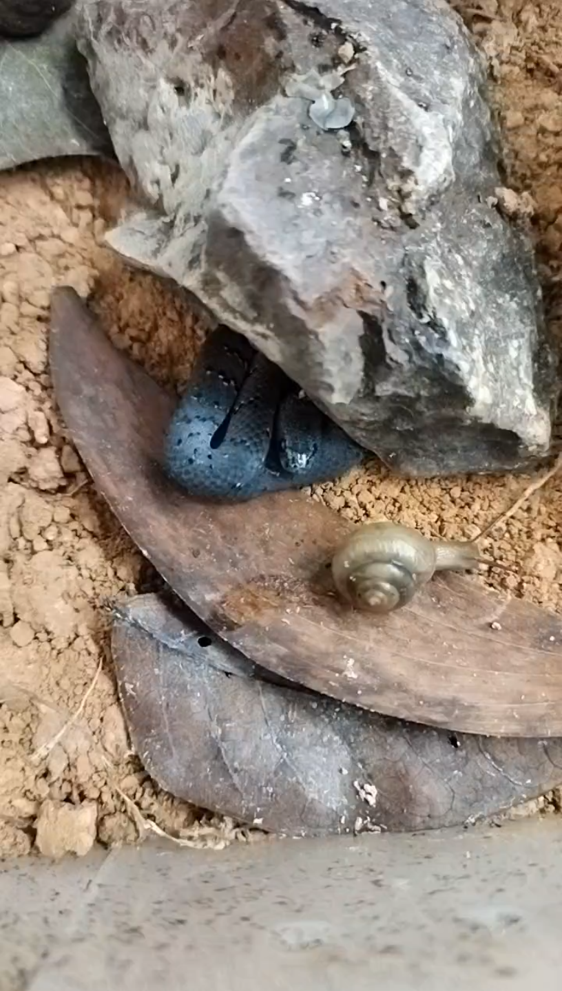 钝头蛇捕食蜗牛