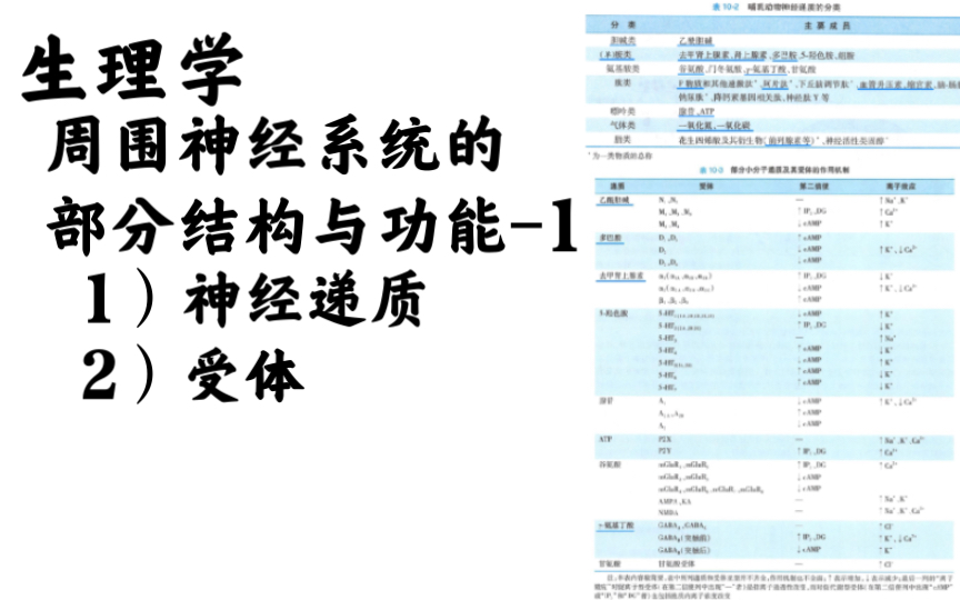 生理学周围神经系统的部分结构与功能1:神经递质与受体哔哩哔哩bilibili