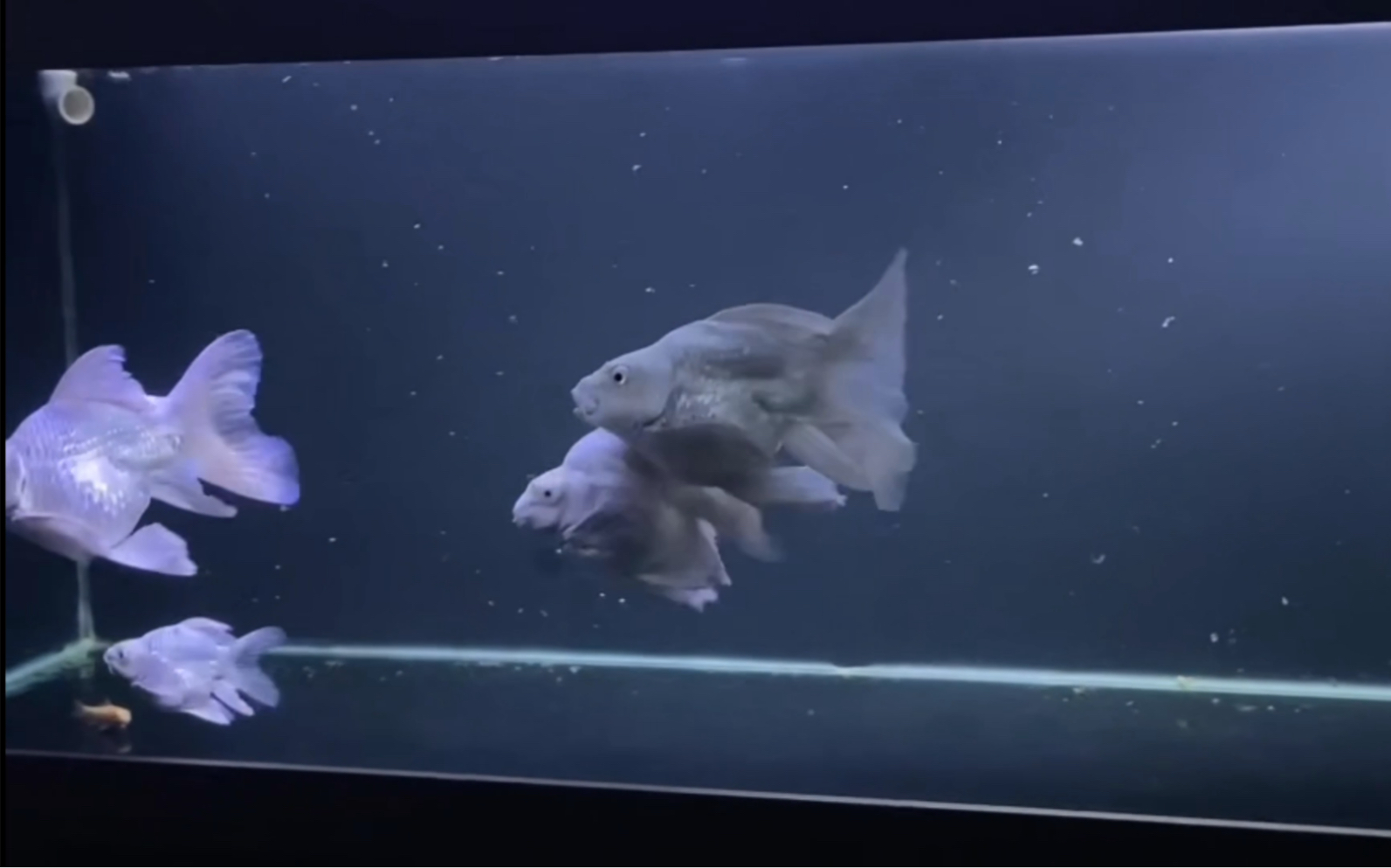 球形蝴蝶鲤球体蝴蝶鲤 超圆手鳍_哔哩哔哩_bilibili