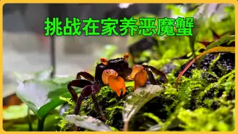 Download Video: 在家养殖恶魔蟹 恶魔蟹该如何饲养？养观赏蟹真的能养家#养蟹 #恶魔蟹 #吸血鬼蟹