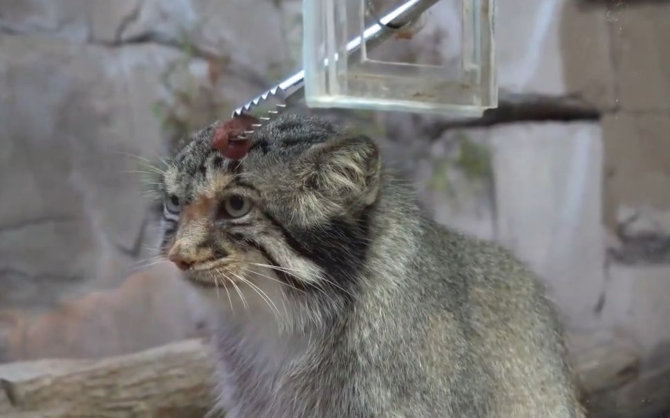 【兔狲】进来给猫猫喂肉 狲狲:谢谢我不吃