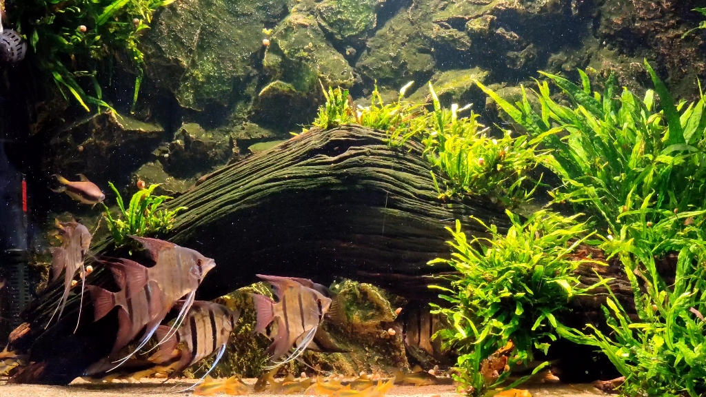 魔门斯卡神仙鱼_哔哩哔哩_bilibili