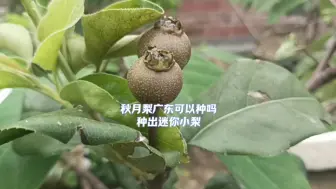 下载视频: 秋月梨广东可以种吗种出迷你小梨