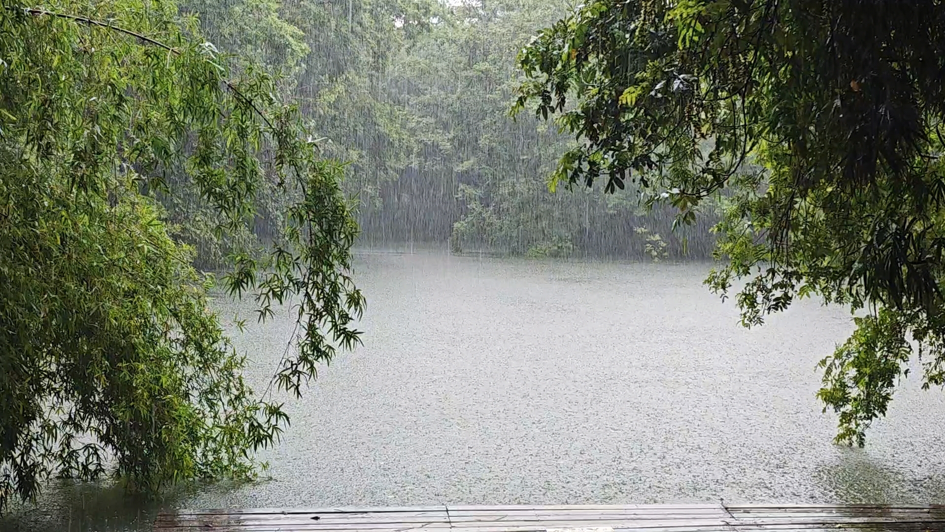 [图]有人等烟雨，有人怪雨急。西溪湿地夏季的大雨，下得很及时