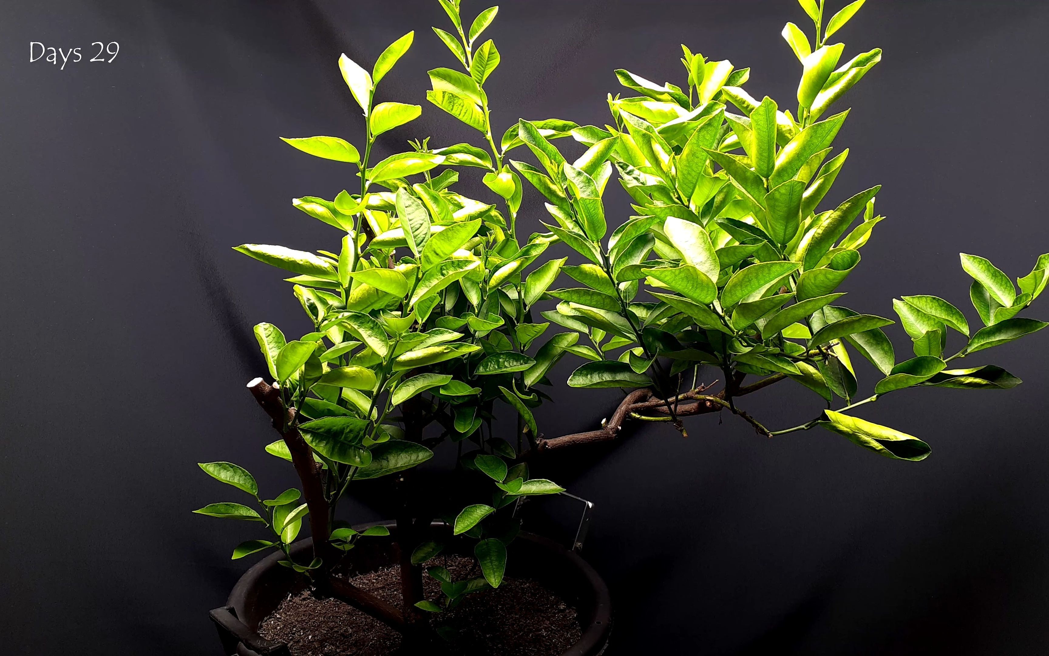 [图]32天柠檬树复活 Lemon tree reborn - time lapse - 32 days