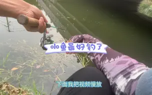 Download Video: 裸飞蝇钩或毒蚊钩，到底能不能上鱼？？实践告诉你！